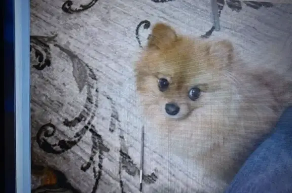 Потерянные животные Шадринск, фото: Пропала собака, улица Пугачёва, Шадринск - ярко-рыжий окрас