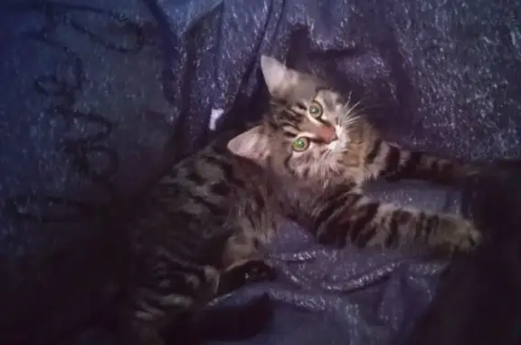 Пропал кот, улица Володарского, Абинск - похож на мэйн-куна - photo