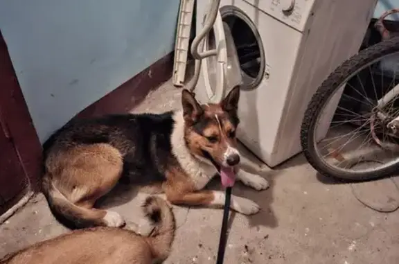 Найдена собака, Кронштадт, фото: Найден собака, улица Всеволода Вишневского, 20/20, Кронштадт