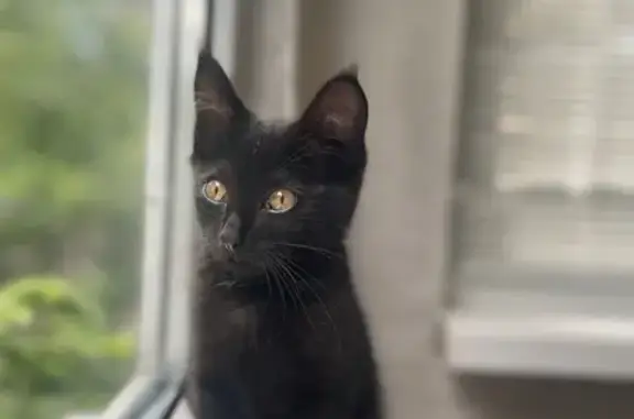 Пропал кот, улица Машиностроителей, 14, Ясногорск - сиреневый ошейник - photo