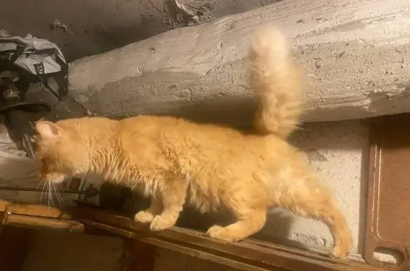 Найдена кошка, Калининград, фото: Найдена кошка, Красноармейская улица, 23, Калининград - пушистый рыжий мальчик