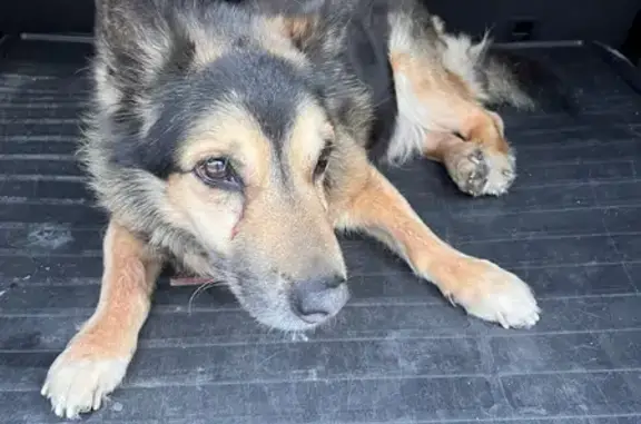 Объявления о пропавших и найденных животных, Калининград, фото: Найден собака, улица Чернышевского, Калининград - с ошейником