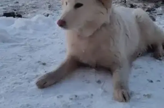 Объявления о пропавших и найденных животных, Оренбург, фото: Пропала собака, Тоцкий переулок, Оренбург - девочка без ошейника