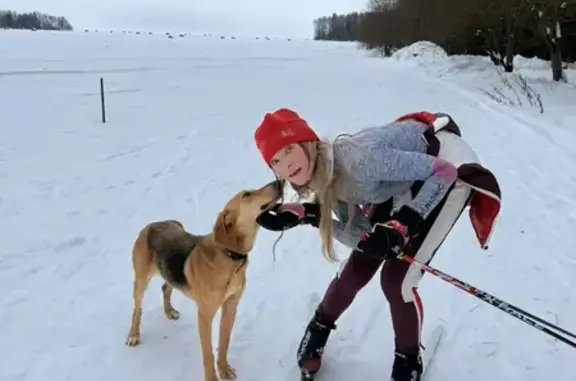 Найдена собака, Кремёнки, фото: Найдена собака, сельское поселение Село Некрасово, Кремёнки - живёт на лыжной трассе Зубец