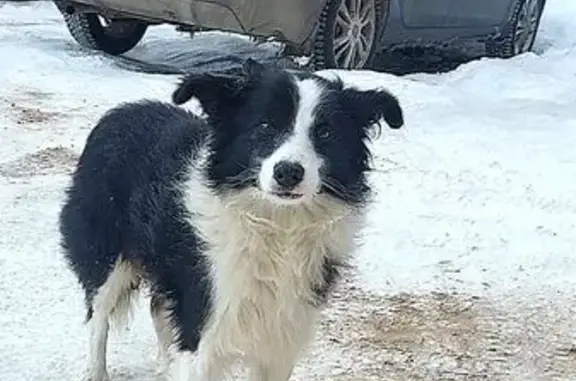 Найдена собака, Сердобск, фото: Найден собака, мужской, улица Гагарина, 28, Сердобск - живет в заброшенном сарае