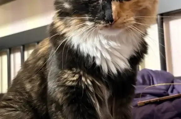 Пропала кошка, улица Генерала Тюленева, 23 к1, Москва - трёхцветная девочка - photo