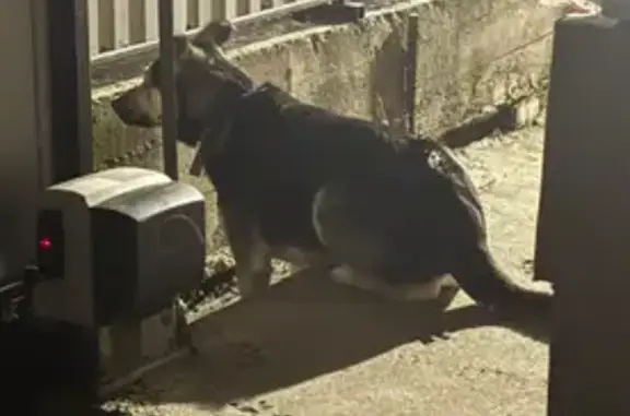 Объявления о пропавших и найденных животных, Сочи, фото: Пропал собака, Крымская улица, Сочи