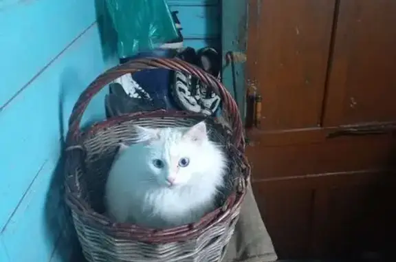 Кошки потеряшки, Солигалич, фото: Потеряшка кот, Новая улица, Солигалич - белый и пушистый