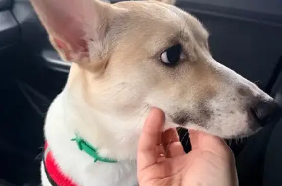 Найдена собака, Курган, фото: Найдена собака, улица Гоголя, 193А, Курган - спокойная