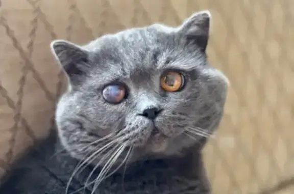 Объявления о пропавших и найденных животных, Курск, фото: Пропал кот, улица Мичурина, городской округ Курск - шотландский с травмой глаза