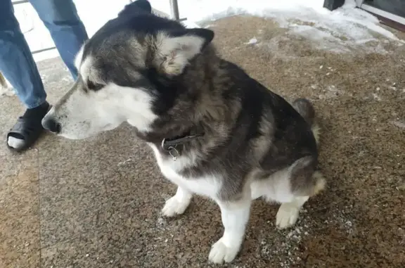 Объявления о пропавших и найденных животных, Ульяновск, фото: Найден собака, мужской, проспект Туполева, 31, Ульяновск