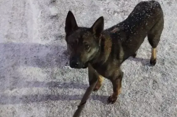 Найдена собака, Бугры, фото: Найдена собака, дорога в Мурино, Бугры - ласковая девочка