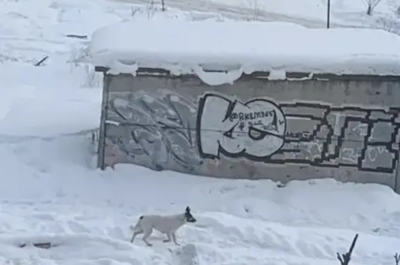 Объявления о пропавших и найденных животных, Архангельск, фото: Найден собака, улица Карла Маркса, Архангельск - чистый и ухоженный