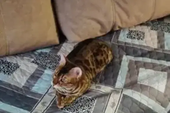 Пропала кошка, Днепровский переулок, 115, Ростов-на-Дону - откликается на кличку Лайма - photo