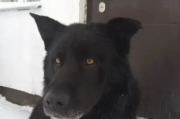 Найдена собака, Казань, фото: Найдена собака, улица Аксубаева, Казань - черный красивый кобель