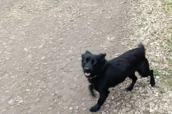 Пропала собака, Дачная улица, 16, Темрюк - отзывается на кличку Бени - photo