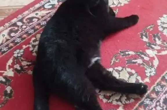 Пропал кот, Фасадная улица, 20, Новосибирск - чёрный, убежал из контейнера для переноса - photo