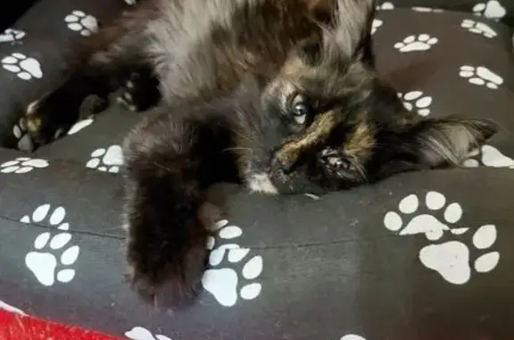 Пропала кошка, Щёкино, Тульская область - черепаший окрас, хвост как у белки - photo