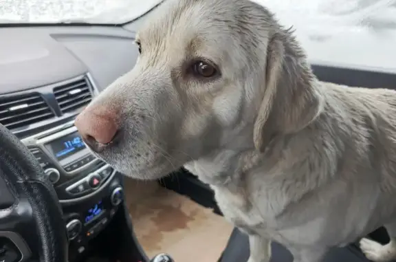 Найден белый лабрадор, город Тамбов, около отделения Тамбовского бизнес колледжа. Собака - девочка. Видно собака ухоженная, подстрижены ногти, был ошейник, очень ласковая и контактная. Собака находится в передержке, телефон 89537109071