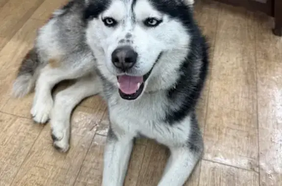 Найденные животные Екатеринбург, фото: Найден собака, Кировградская улица, 1Б, Екатеринбург - шустрый молодой кобель