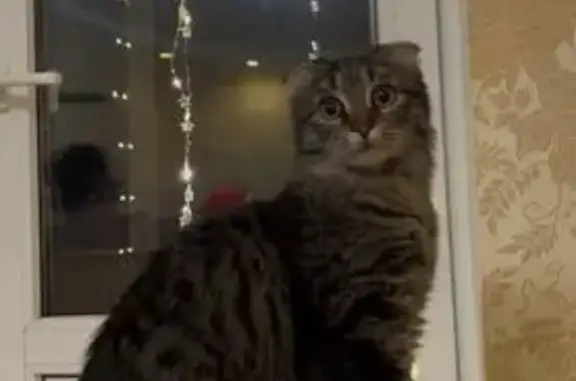 Пропала кошка, Полковая улица, Славянское - очень пушистый хвост - photo