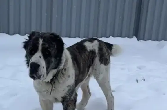 Пропала собака, ул. Щукина, Брянск - алабай, откликается на Хан - photo