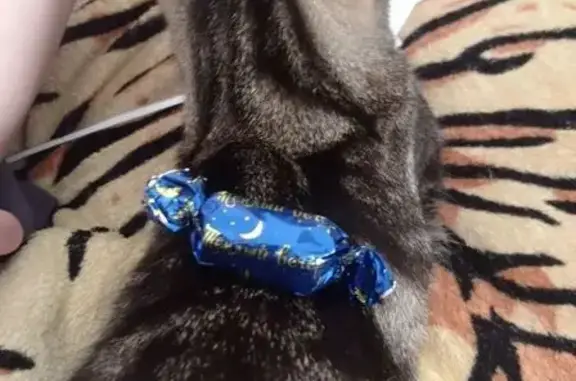 Пропала кошка, улица Ворошилова, 12, Морозовск - полосатая с белым ошейником - photo