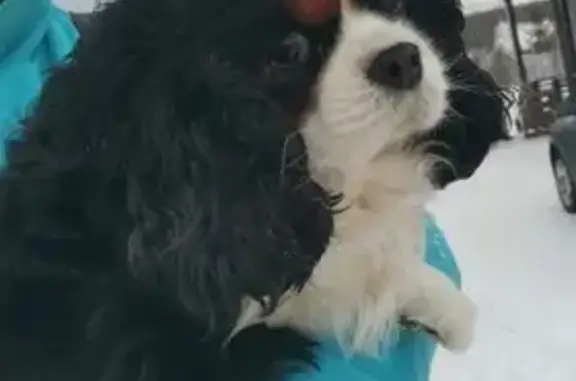 Найденные животные Двуречки, фото: Найдена собака, улица Ленина, Двуречки - возможно украдена и выброшена