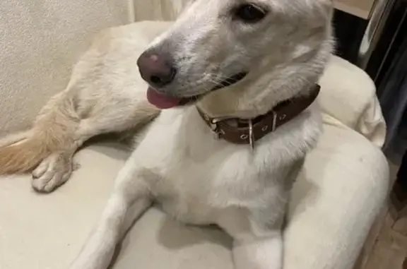 Найдена собака, Москва, фото: Найдена собака, Новочеркасский бульвар, Москва - белая, спина персикового цвета