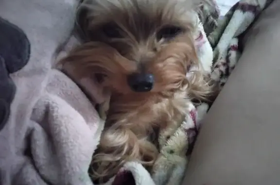 Потерянные животные Пятигорск, фото: Пропала собака, улица Пастухова, 35, Пятигорск - серебристо-золотой окрас