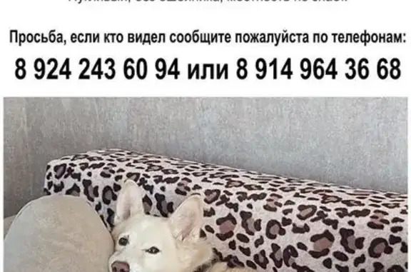 Пропал собака, Соловей-Ключ, Приморский край - photo