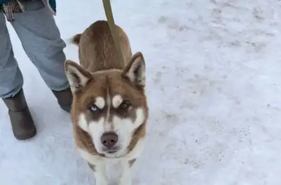 Найдена собака, Мшинское, фото: Найдена собака, Мшинское сельское поселение, Ленинградская область - девочка хаски