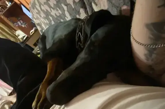 Собаки потеряшки, Липецк, фото: Потеряшка собака, Бескрайняя улица, городской округ Липецк