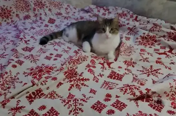 Пропал кот, улица Мичурина, 99А стр.2, Томск - серый с белой грудкой - photo