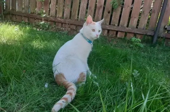 Пропала кошка, Полевая улица, 10, Поздняково - photo