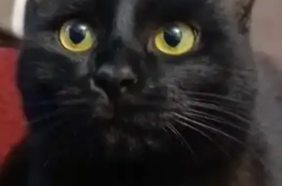 Объявления о пропавших и найденных животных, Чебоксары, фото: Пропал кот, Гражданская улица, Чебоксары - чёрный с белым пятнышком на груди