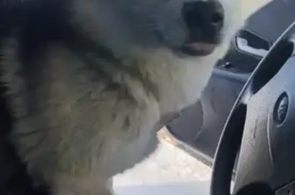 Пропала собака, Торговая площадь, Шигоны - смесь хаски с немцем - photo