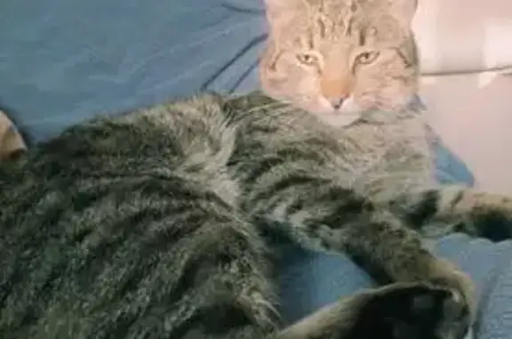 Пропал кот, Иглино, Башкортостан - крупный, вес около 6 кг - photo