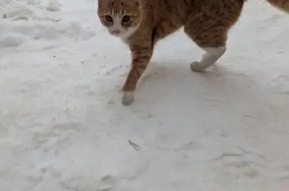 Найдена кошка, Тверь, фото: Найдена кошка, Трёхсвятская улица, 24, Тверь - рыжий, явно домашний