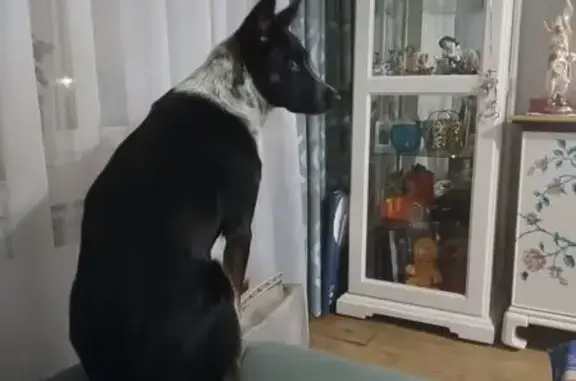 Пропала собака, 3-я улица Чайковского, Иваново - чёрная с пятнистым воротником - photo