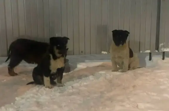 Пропал собака, улица Луначарского, 31, Тула - щенки ушли с предприятия - photo