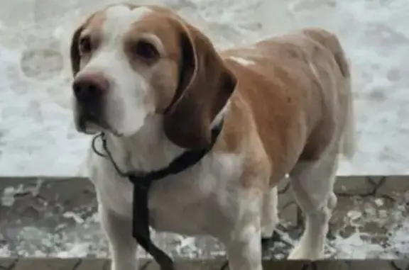 Найденные животные Пенза, фото: Найден собака, улица Ватутина, городской округ Пенза - толстый бигль, мальчик