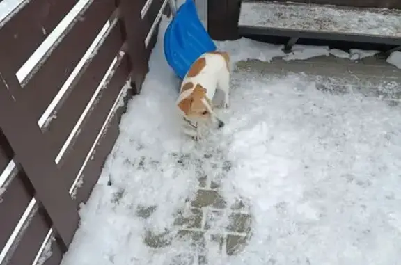 Найденные животные Пудость, фото: Найдена собака, Пудость, Ленинградская область