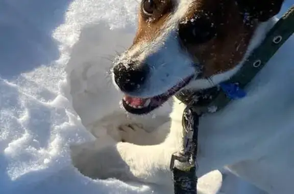 Объявления о пропавших и найденных животных, Лямбирь, фото: Пропал собака, мужской, Большевистская улица, 30, Лямбирь