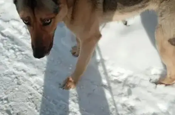 Найденные животные Копейск, фото: Найден собака, проспект Ильича, Копейск - гигантский, откликается на Джей