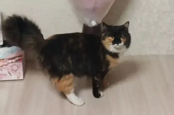 Пропала кошка, Аргаяш, Челябинская область - трёхцветная красавица - photo