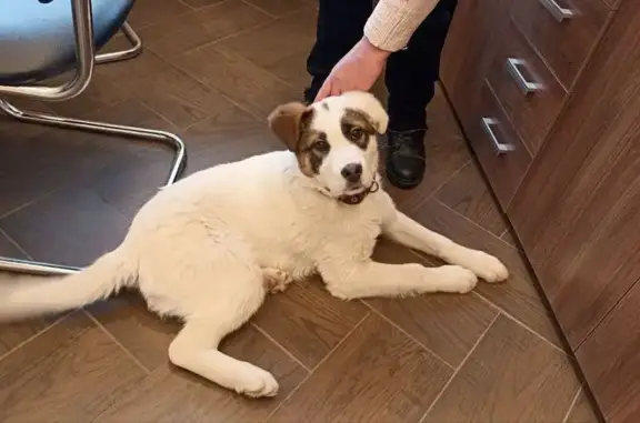 Найдена собака, Малаховка, фото: Найден щенок, Малаховская улица, 2, Малаховка - ухоженный, коричневый кожаный ошейник