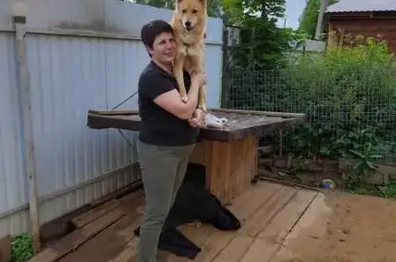 Потерянные животные Шарья, фото: Пропал собака, улица Фурманова, Шарья - корело-финская лайка, рыжий окрас