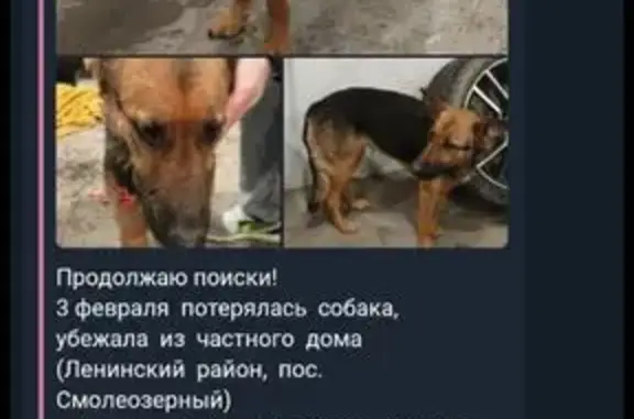 Пропала собака, Южноуральск - photo