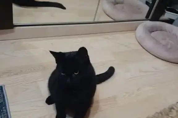 Кошки потеряшки, Санкт-Петербург, фото: Потеряшка кот, Серебристый бульвар, Санкт-Петербург - весь чёрный с белыми волосками